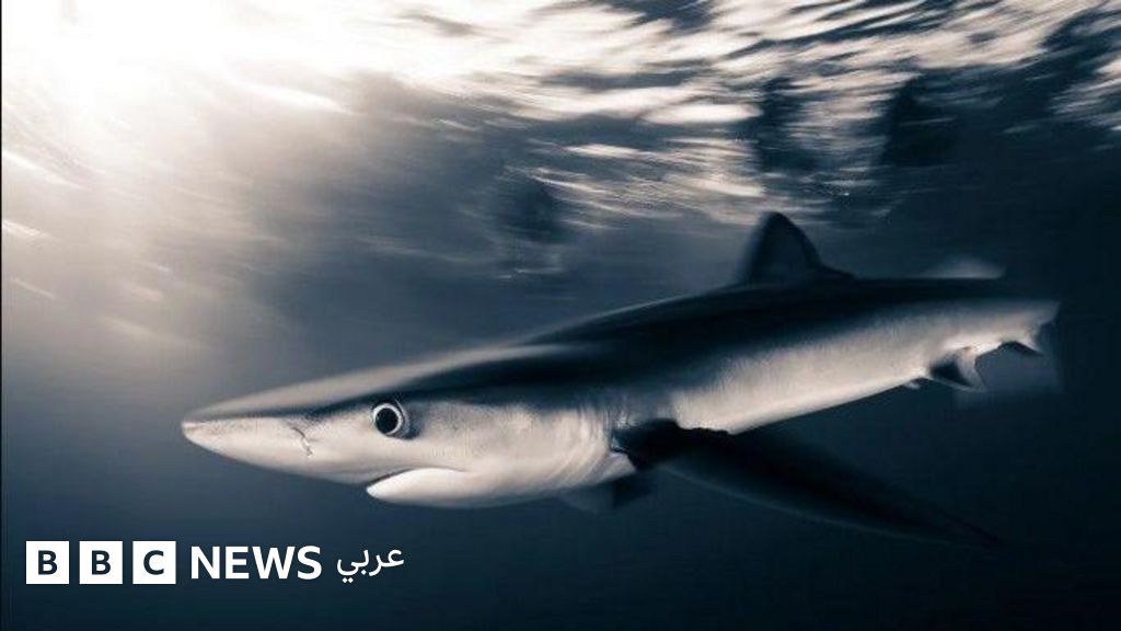 الباحثون يوثّقون تسع قدرات "رائعة" طورتها أسماك القرش على مدى 450 مليون سنة